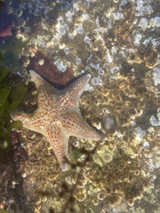 Dermasterias imbricata