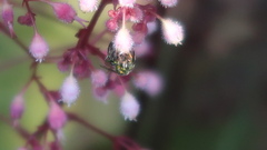 Augochlora pura