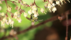 Augochlora pura