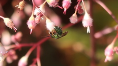 Augochlora pura