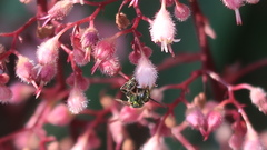 Augochlora pura