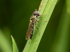 Fazia micrura