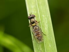 Fazia micrura
