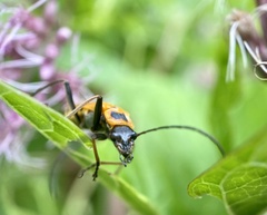 Chauliognathus pensylvanicus