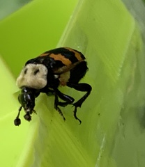 Nicrophorus tomentosus