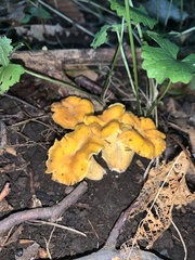 Cantharellus lateritius