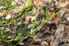 Cyanothamnus coerulescens