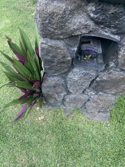 Tradescantia spathacea