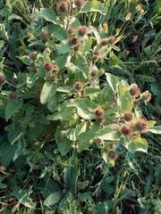 Arctium minus