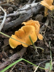 Cantharellus lateritius