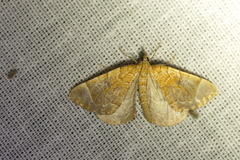 Eulithis testata
