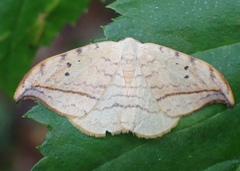 Drepana arcuata