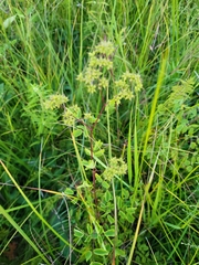 Thalictrum dasycarpum