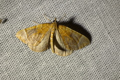 Eulithis testata