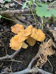Cantharellus lateritius