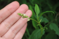 Persicaria pensylvanica