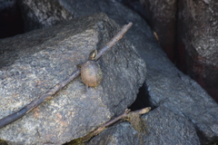 Sternotherus odoratus