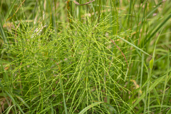Equisetum
