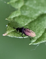 Phorinae