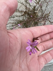 Epilobium brachycarpum