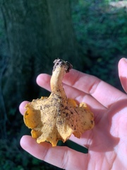 Cantharellus lateritius