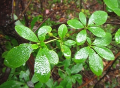 Rhododendron pilosum