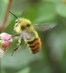 Bombus