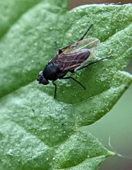 Phorinae