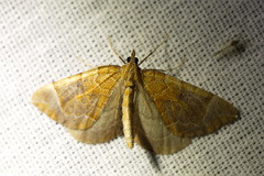 Eulithis testata