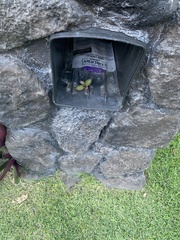 Tradescantia spathacea