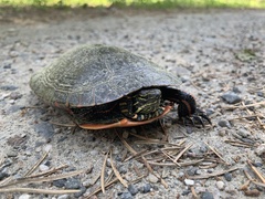 Chrysemys picta marginata