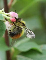 Bombus