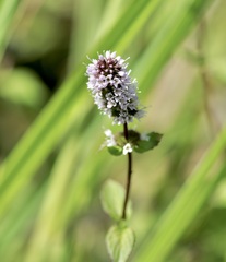 Mentha aquatica