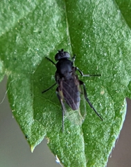 Phorinae