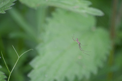 Tetragnatha extensa