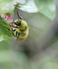 Bombus