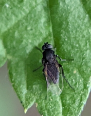 Phorinae