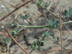 Acmispon prostratus