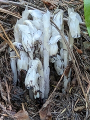 Monotropa uniflora