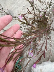 Epilobium brachycarpum