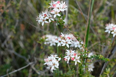 Leionema microphyllum