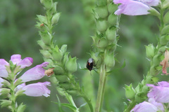 Cosmopepla lintneriana