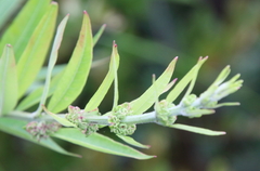 Oenothera filiformis