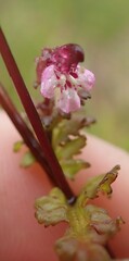 Pedicularis parviflora