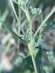 Neolasioptera perfoliata