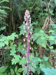 Pterospora andromedea