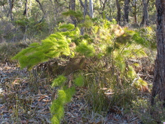 Caustis blakei