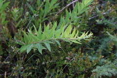 Oenothera filiformis