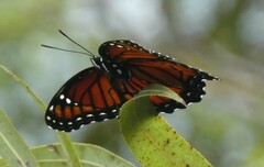 Limenitis archippus floridensis