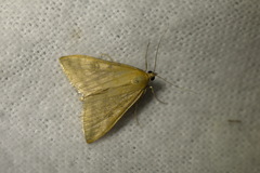 Sitochroa verticalis